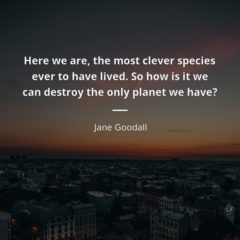 Jane Goodall cytat: “Here we are, the most clever species ever to have lived. So how is it we can destroy the only planet we have?”