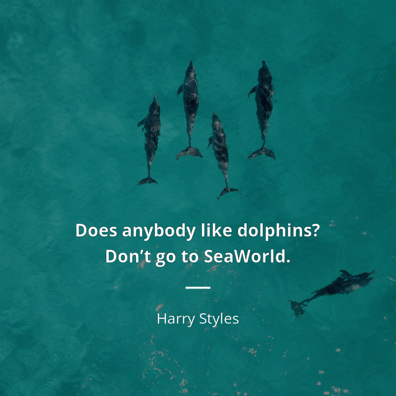 Harry Styles cytat: “Does anybody like dolphins? Don’t go to SeaWorld.”
